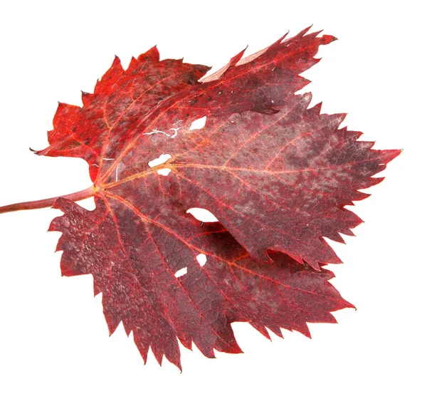 Foglie rosse di un cespuglio di chicco d'uva. Isolato su sfondo bianco — Foto Stock