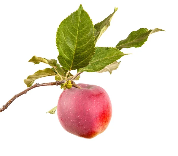 Olgun elma yaprakları ile dal. Beyaz arka plan üzerinde izole