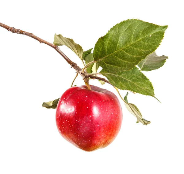 Стигле яблуко на гілці з листям. ізольовані на білому фоні — стокове фото