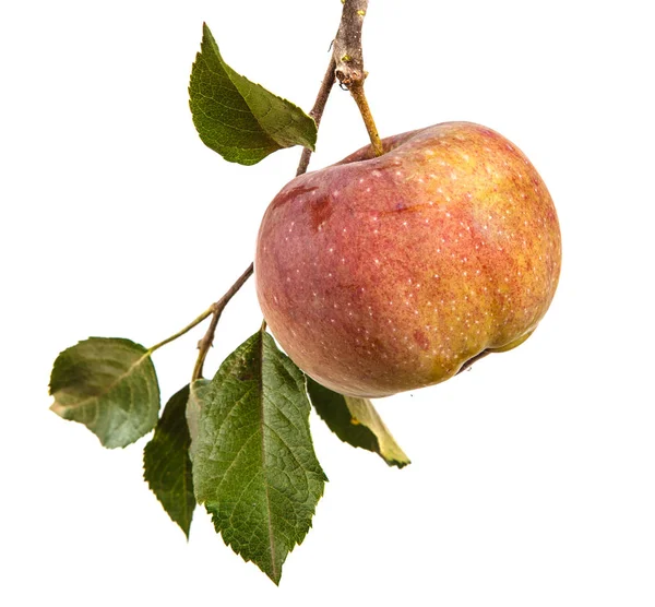Moget äpple på en gren med blad. isolerad på vit bakgrund — Stockfoto