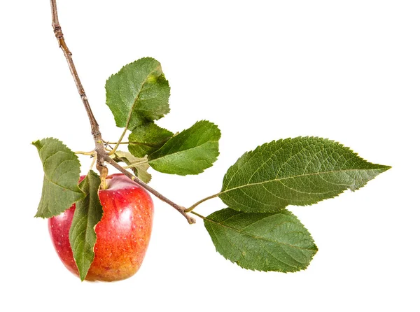 Manzana madura en una rama con hojas. aislado sobre fondo blanco —  Fotos de Stock