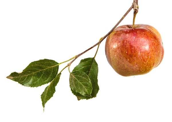 Ripe apple on a branch with leaves. isolated on white background — Stock Photo, Image