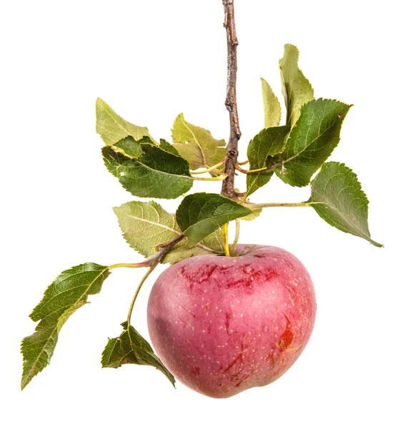 Érett alma egy ágon, levelekkel. elszigetelt fehér background — Stock Fotó