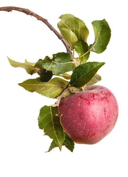 Moget äpple på en gren med blad. isolerad på vit bakgrund — Stockfoto