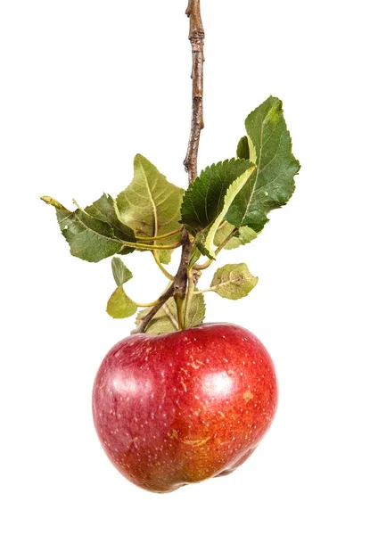 Manzana madura en una rama con hojas. aislado sobre fondo blanco —  Fotos de Stock