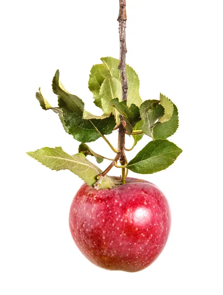 Manzana madura en una rama con hojas. aislado sobre fondo blanco —  Fotos de Stock