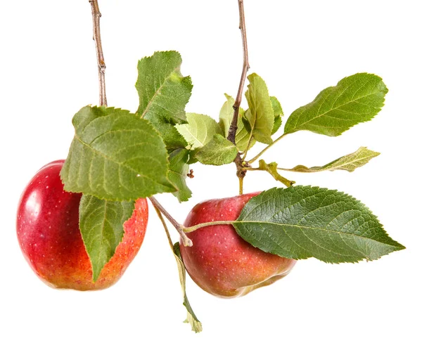 Manzana algo madura en una rama con hojas. aislado en blanco b —  Fotos de Stock