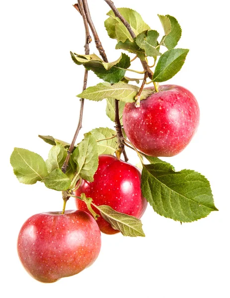 biraz olgun elma yaprakları ile dal. beyaz b izole