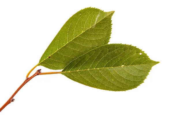 Pobočka třešeň se zelenými listy. Izolované na bílém bac — Stock fotografie