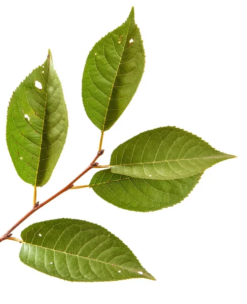 yeşil yaprakları ile kiraz ağacı dalı. Beyaz bac izole