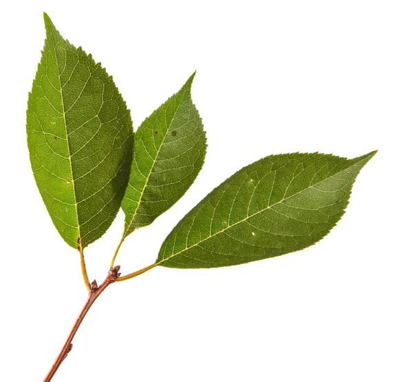 yeşil yaprakları ile kiraz ağacı dalı. Beyaz bac izole