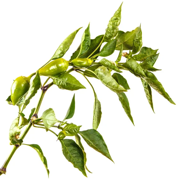 biber bush ile yeşil meyve dalı. Beyaz arkasında izole