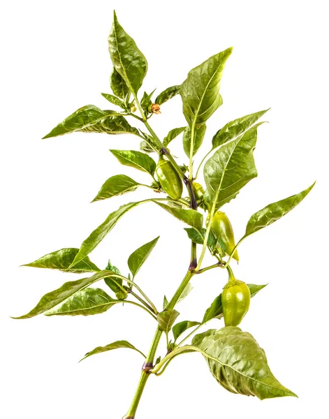 biber bush ile yeşil meyve dalı. Beyaz arkasında izole