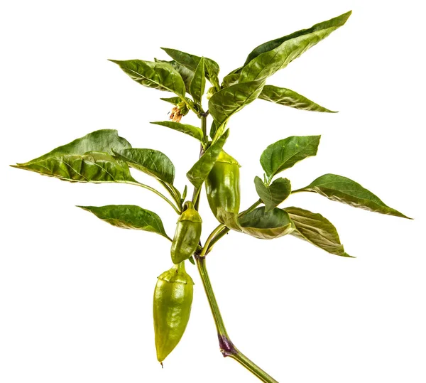 biber bush ile yeşil meyve dalı. Beyaz arkasında izole