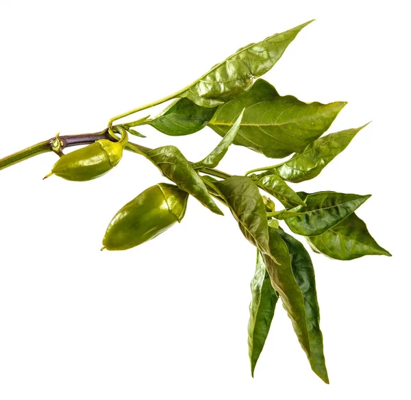 biber bush ile yeşil meyve dalı. Beyaz arkasında izole