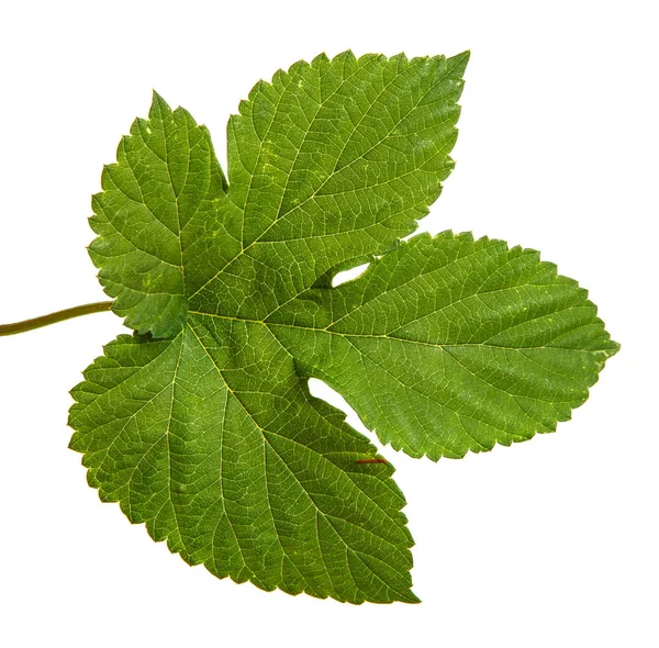 Hojas de lúpulo verde. Aislado sobre fondo blanco — Foto de Stock