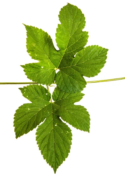 Yeşil hop kalkıyor. Beyaz arka plan üzerinde izole