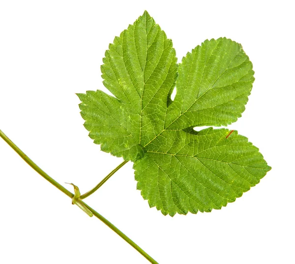 Yeşil hop kalkıyor. Beyaz arka plan üzerinde izole