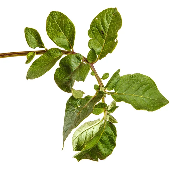 bir patates çalı yaprakları. mavi beyaz bir arka plan üzerinde