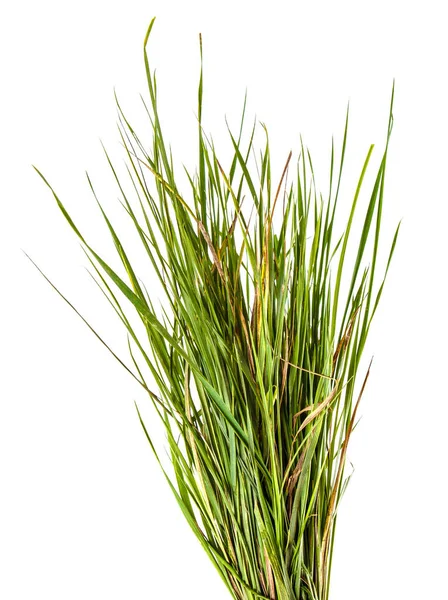 Stelletje groen gras. Geïsoleerd op witte achtergrond — Stockfoto