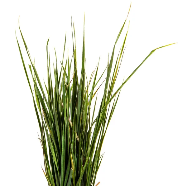 Stelletje groen gras. Geïsoleerd op witte achtergrond — Stockfoto