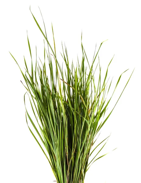 Stelletje groen gras. Geïsoleerd op witte achtergrond — Stockfoto