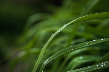 Yeşil çiy damlaları bırakır gün zambak.
