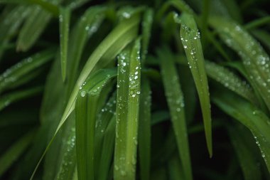 Yeşil çiy damlaları bırakır gün zambak.