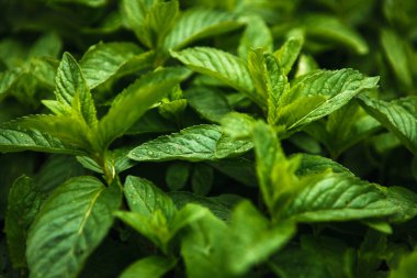 Melisa yatakta. Nane Üstten Görünüm.