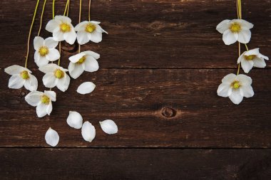 Eski bir ahşap zemin üzerine beyaz anemon.
