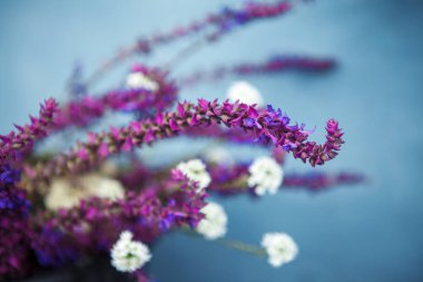 Adaçayı çiçekleri, arka plan. Küçük alan derinliği.