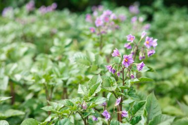 Çiçekli patates bahçesinde bir çalı. arka plan