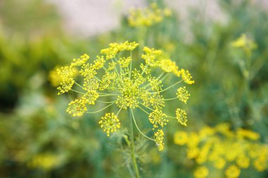 Bahçede büyüyen dereotu yakın çekim. Arka plan.