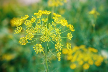 Bahçede büyüyen dereotu yakın çekim. Arka plan.
