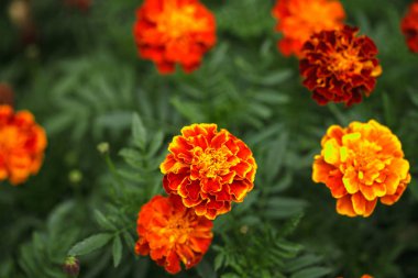Bahçede büyüyen çiçek kadife çiçeği. Tagetes