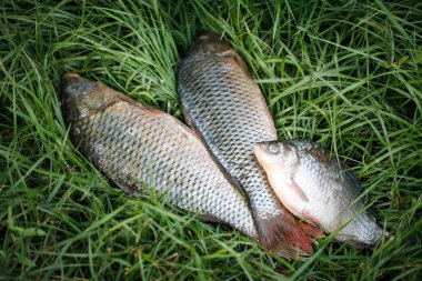 taze nehir balığı çimenlerin üzerinde.