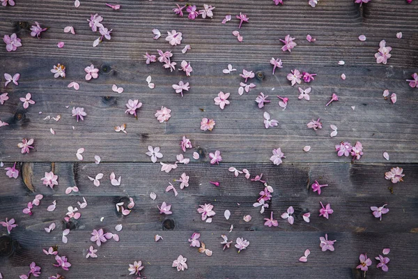 Lila bloemen op een houten achtergrond — Stockfoto