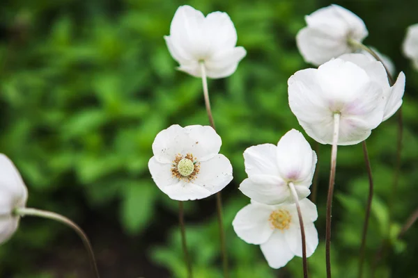 White anime flower growing in the garden — Stock Photo, Image