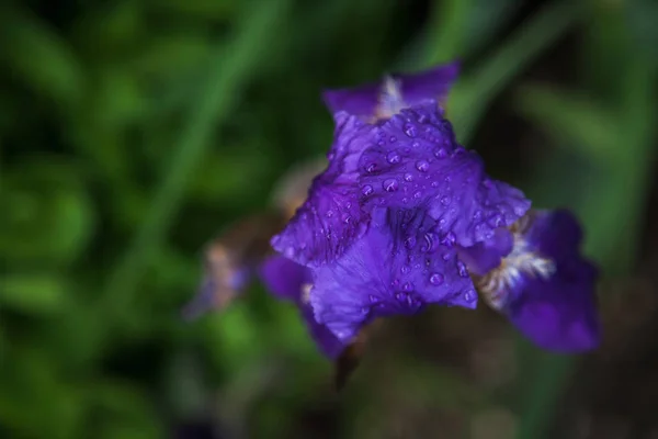 アイリス花の栽培します。クローズ アップ. — ストック写真
