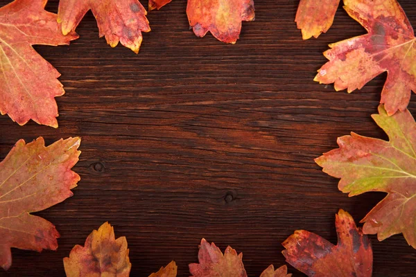 Kırmızı ve sarı yapraklarda Frenküzümü fidanları, ahşap bir masa backg