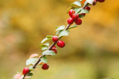 Kızamık bir şube büyüyor kırmızı meyveler yakın çekim. Adam