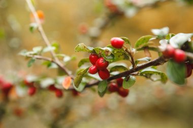 Kızamık bir şube büyüyor kırmızı meyveler yakın çekim. Adam