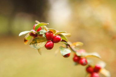 Kızamık bir şube büyüyor kırmızı meyveler yakın çekim. Adam