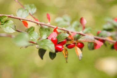 Kızamık bir şube büyüyor kırmızı meyveler yakın çekim. Adam