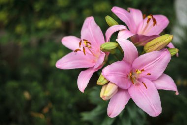 Bahçede tomurcukları büyüyen mor zambak çiçeği. Yeşil çim arka planda, Lily çiçekleri yakın plan. Çiçekli arka plan.