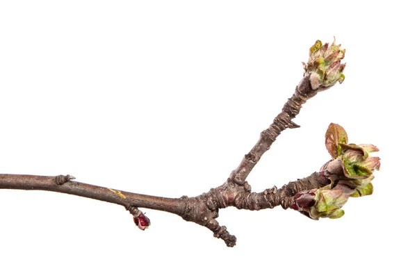 Rama Del Manzano Sobre Fondo Blanco Aislado Brote Árbol Frutal — Foto de Stock