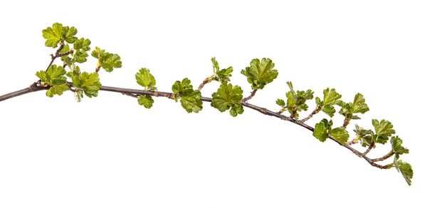 Stachelbeerzweig Auf Einem Isolierten Weißen Hintergrund Beerenbusch Sprießt Mit Blättern — Stockfoto