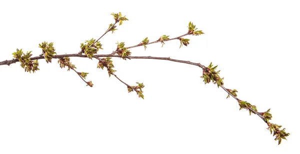 Ramo Ciliegio Uno Sfondo Bianco Isolato Germoglio Albero Frutto Con — Foto Stock