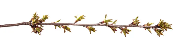 Cherry Tree Branch Isolated White Background Fruit Tree Sprout Leaves — Stock Photo, Image