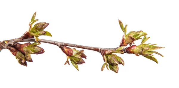 Kirschbaumzweig Auf Einem Isolierten Weißen Hintergrund Obstbaumsprossen Mit Blättern Isolieren — Stockfoto